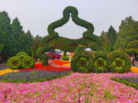 天坛公园内到处花团锦簇,题立体花坛造型别致,祈年殿前盛开的