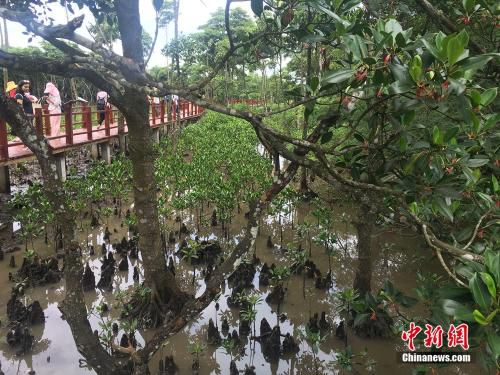 图为红树林一角。<a target='_blank' href='http://www.chinanews.com/' >中新网</a>记者 马学玲 摄