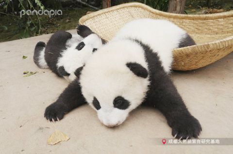 大熊猫|大熊猫幼仔“顺顺““溜溜”死亡 出生仅七个月