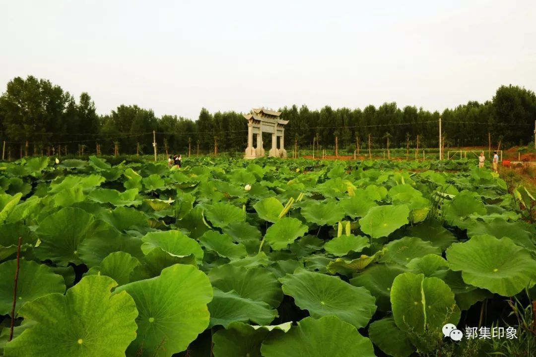 泌阳县郭集镇刘庵村百亩荷花盛开引无数人前来消夏