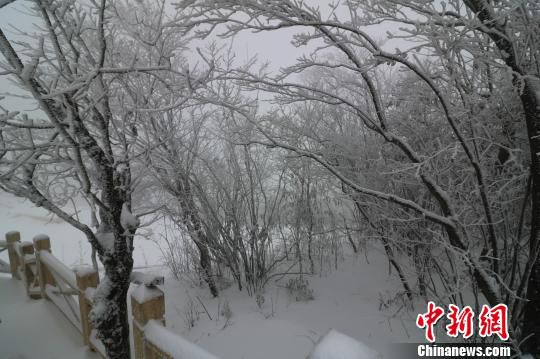 赤豆洋树木被积雪压弯 唐文铭 摄