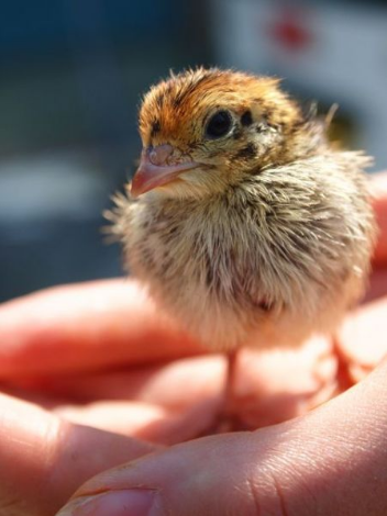 鹌鹑蛋|日本鹌鹑蛋包装引热议 网友：太可爱，下不去嘴（图）