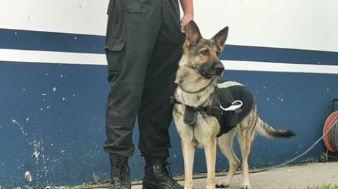 警犬|手指一动就能“遥控”警犬，只因多戴了这个小挂件