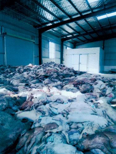 村民拍摄的堆积如山的死猪。图片来源：中国经济周刊