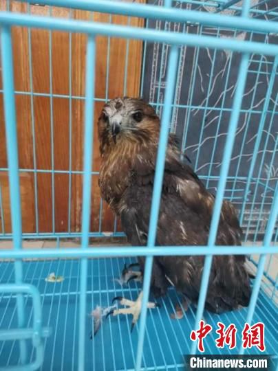 猪獾|云南警方救助猪獾、鵟等一批野生保护动物