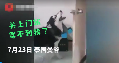 哈士奇|哈士奇跟主人“对骂” 骂不过气得数次摔门