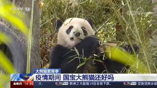 大熊猫■大熊猫繁育季 疫情期间国宝大熊猫还好吗？