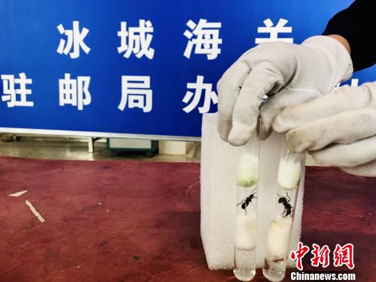 哈尔滨海关在进境邮件中截获首例宠物活体蚂蚁。 潘天慧 摄 哈尔滨海关在进境邮件中截获首例宠物活体蚂蚁。 潘天慧 摄