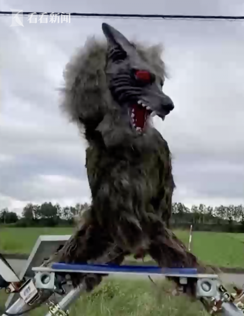 |稻草人已经过时了！日本农民用机器狼保护农田