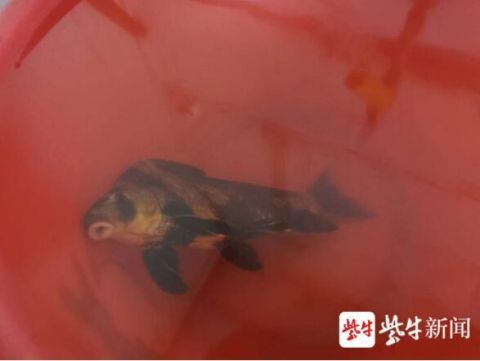 胭脂鱼|老钓者池塘边钓到“胭脂鱼”，主动求助民警帮放生