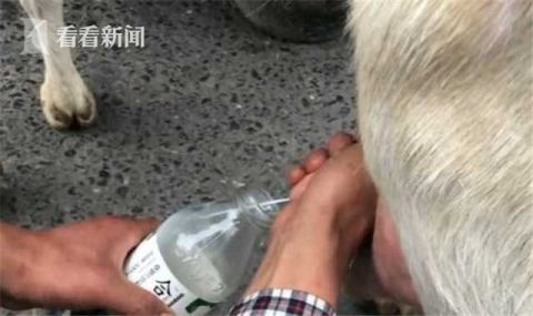 羊奶|2岁女童喝现挤羊奶患上“布病”！医生紧急提醒