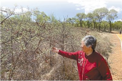 右玉从沙上屋顶到绿树成荫（小康路上绿色力量·关注荒漠化治理②）