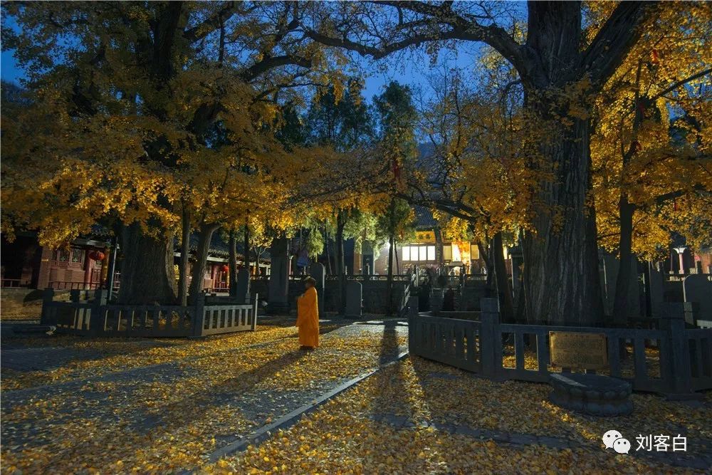 嵩山法王寺银杏树图片