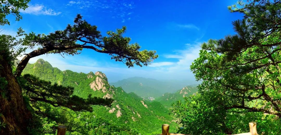 杜鹃酒价格是多少钱一瓶
