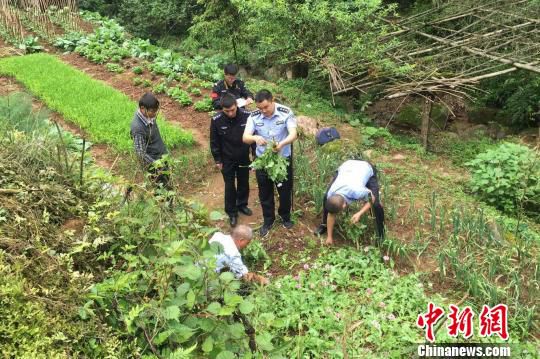 民警铲除非法种植的罂粟。芦山警方供图 民警铲除非法种植的罂粟。芦山警方供图