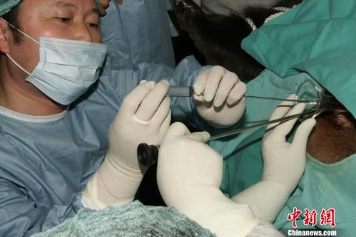 圆圆进行多次"人工授精",还独步全球研发仅2毫米的透明注射器,减少