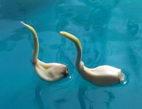 蔬菜|丝瓜熊猫、菜叶鸵鸟……河南这位买菜大爷用蔬菜创造了“动物世界”