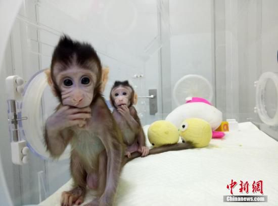 中国科学家成功培育全球首个体细胞克隆猴。 图片来源：中科院神经所供图