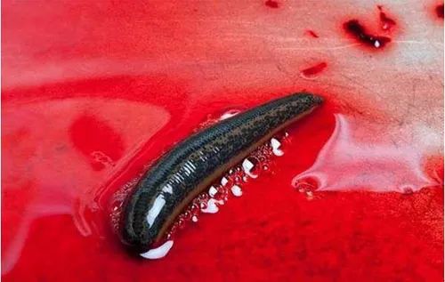 注意洪涝灾害时要小心水中的吸血虫