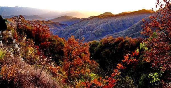 內鄉2018賞紅福利寶天曼免門票了