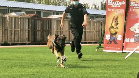 警犬|手指一动就能“遥控”警犬，只因多戴了这个小挂件