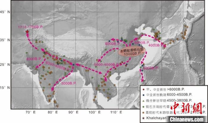 水稻中国水稻“全球化”研究填补重要一环：中亚首次发现古栽培稻