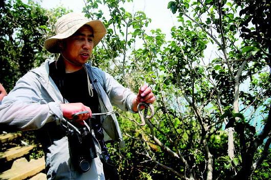 王小平|与偷蛇人斗、与捕鸟人斗 蛇岛“守蛇人”与蛇共舞40年