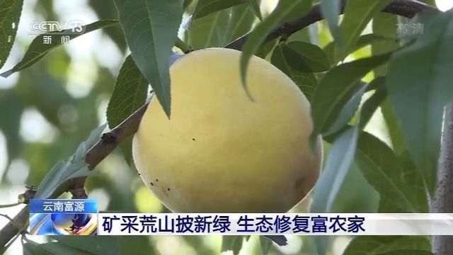 农业云南矿采荒山披新绿 生态修复富农家