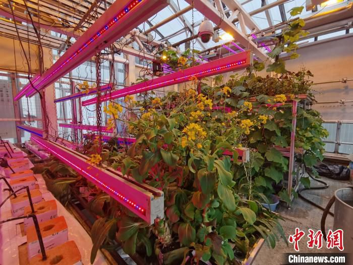 蔬菜|南极长城站驻站医生种菜记:大棚蔬菜绿意盎然、生机勃勃