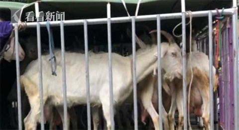 羊奶|2岁女童喝现挤羊奶患上“布病”！医生紧急提醒