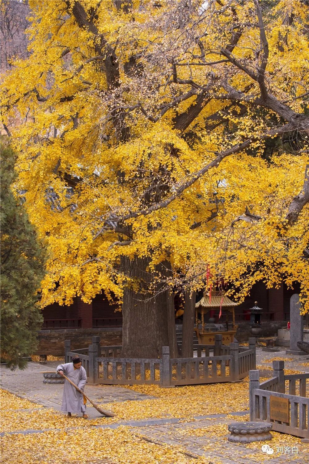 嵩山法王寺银杏树图片