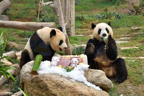 大熊猫“健健”和“康康”。图片来源：澳门特区政府网站