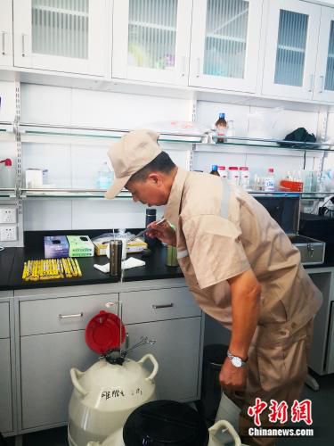 吴胜权取出胚胎.袁秀月 摄