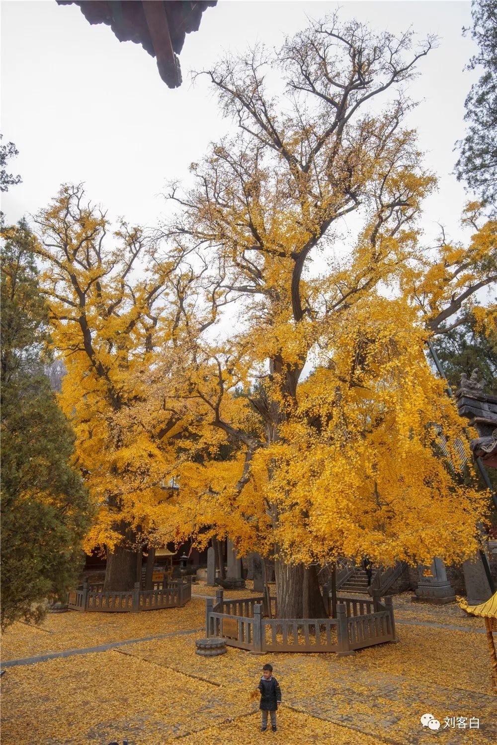 嵩山大法王寺一叶银杏一眼千年
