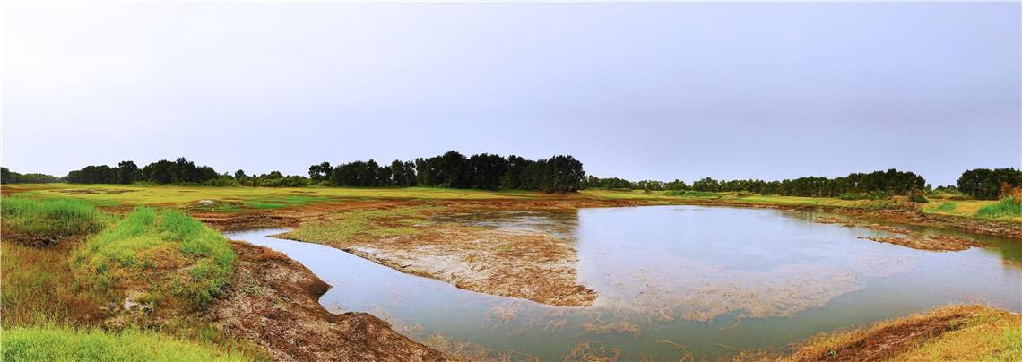 胡杨林|新疆轮台县生态搬迁：塔河沿岸绿了 新居村民富了