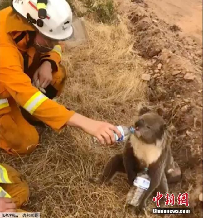 当地时间12月22日，澳洲一位消防员被拍到正在给干渴的考拉喂水喝。