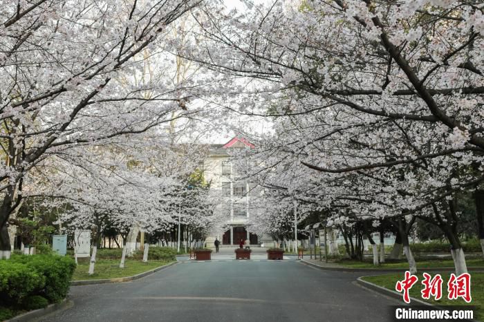 [南京林业大学]南京“赏樱季”如约而至：预约式、“云端”赏樱