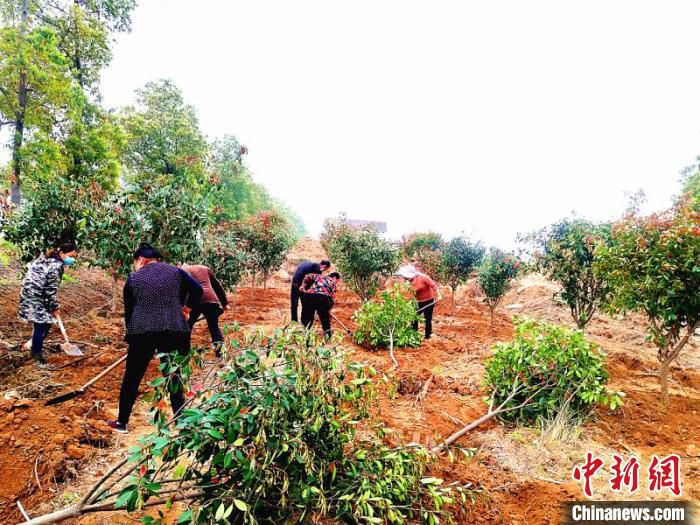 「林业」武汉加快推进造林绿化 完成年度计划1/3