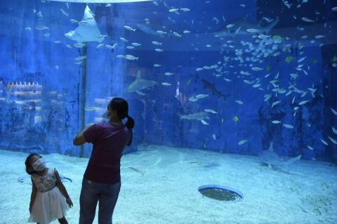 海洋馆|北京海洋馆今日恢复开馆 游客零距离观看海洋动物进食