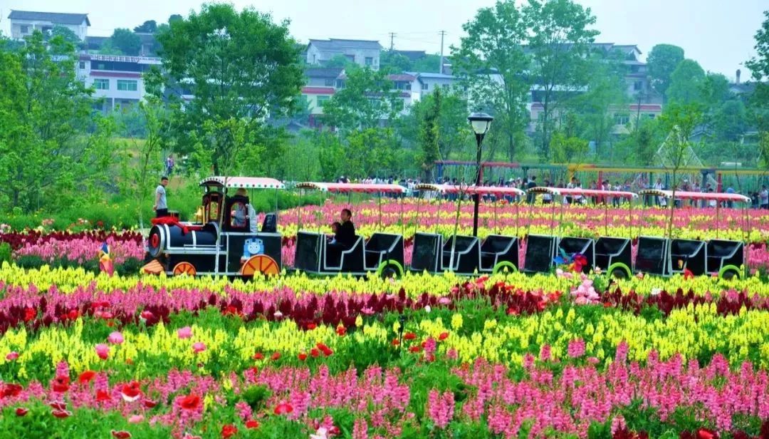 哇太漂亮了宁陵花田小镇百亩花海十一开放免费领门票