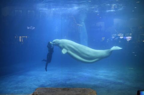 海洋馆|北京海洋馆今日恢复开馆 游客零距离观看海洋动物进食