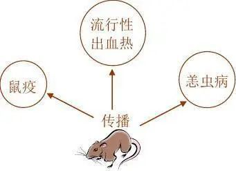 世界害虫日让我们聊聊害虫的事儿