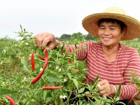 农业|巢湖散兵镇：“火红”小辣椒铺就“红火”致富路