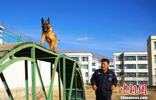 训导员与警犬哈利在训练中 赵延 摄