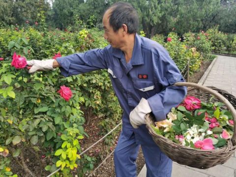 天坛|视点｜节日主题花坛落成天坛公园花团锦簇迎国庆