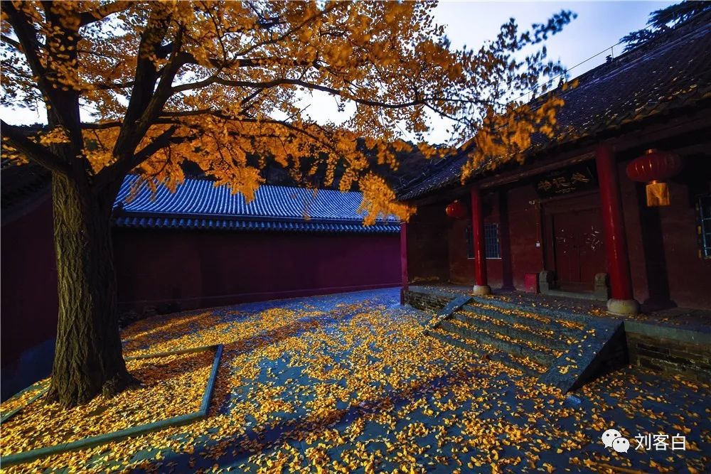 嵩山法王寺银杏树图片