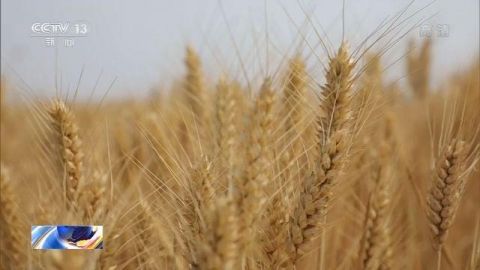 小麦农业农村部：我国麦收进度近六成 品质好于常年