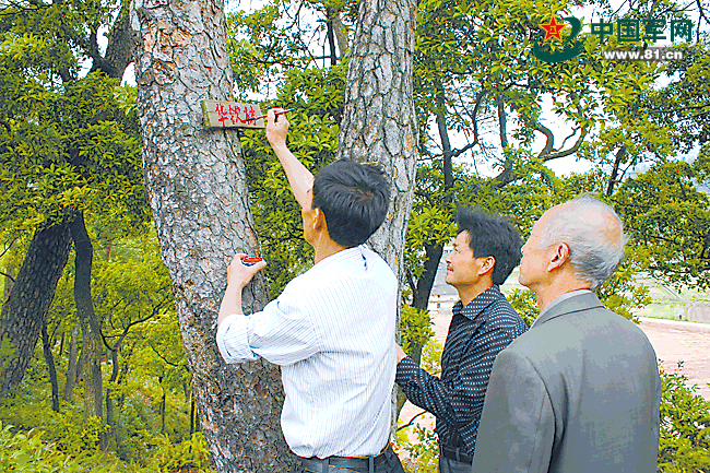 十七棵松树图片