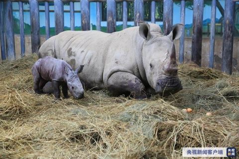 |我国北方首例！濒危物种南非双角白犀牛繁育成功
