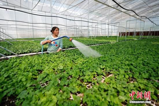 4月12日,貴州省鎮寧縣江龍鎮水洞村蔬菜種植基地,一位農民在大棚裡給